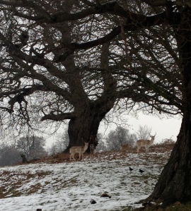 mum had a nice chat with these deer